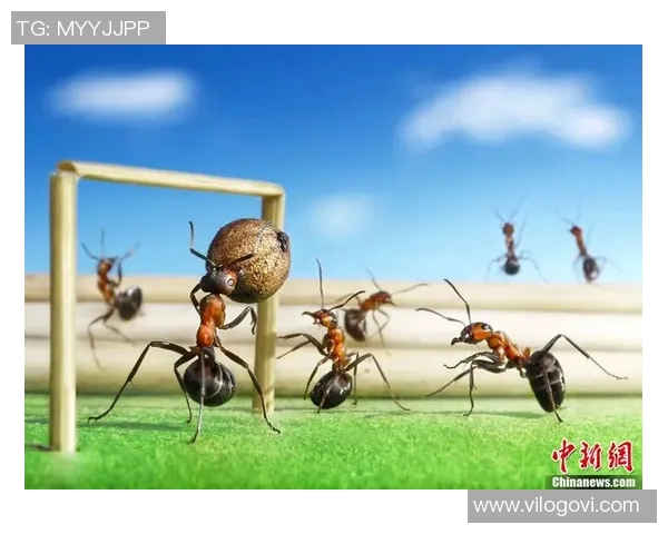 蚂蚁足球明星球员的成长之路与赛场精彩瞬间全记录